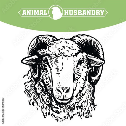 Breeding cattle. head of a sheep. vector sketch on white background