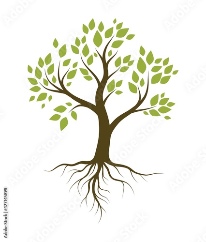 tree with green leaves and root system. color vector illustration isolated on white background