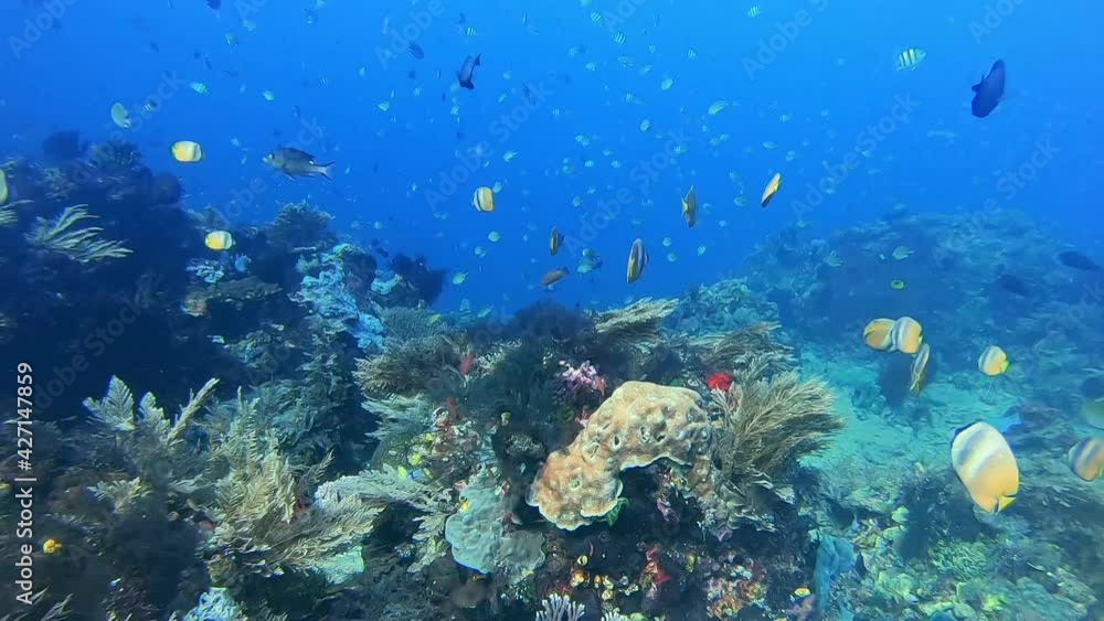 Scuba diving with tropical butterfly fish above a healthy coral reef Scuba diving with tropical butterfly fish above a healthy coral reef