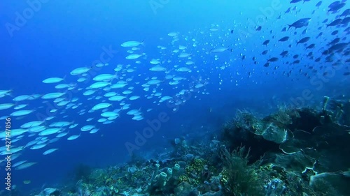 Wallpaper Mural A school of small tropical fish racing past scuba divers Torontodigital.ca