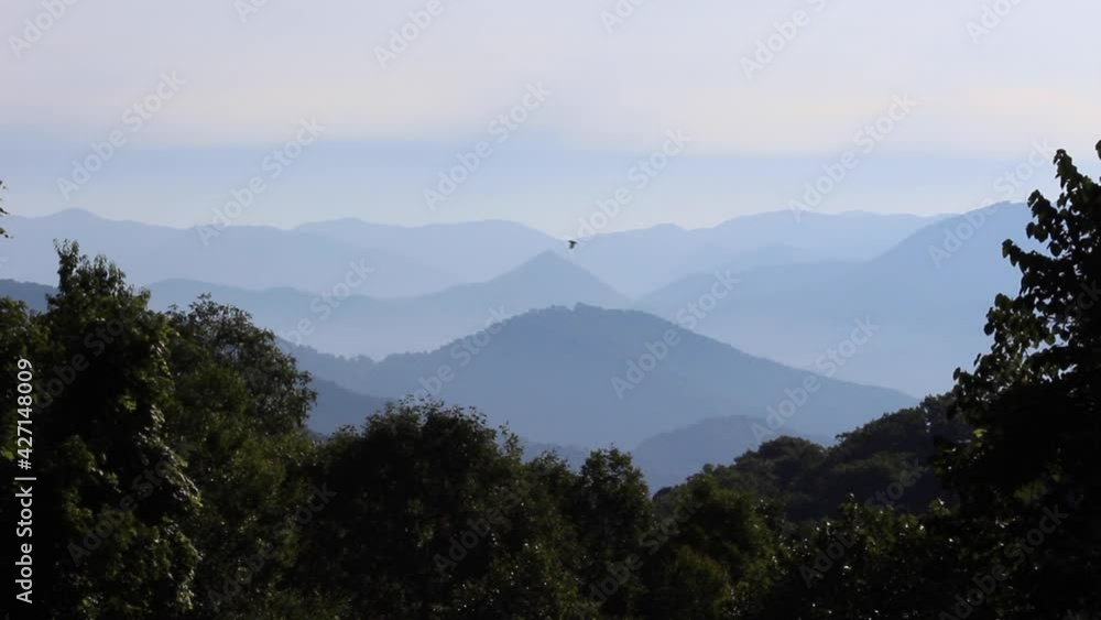 Hawk flying in sky wide open and mountain range in background, North Carolina. USA Hawk flying in sky wide open and mountain range in background, North Carolina. USA