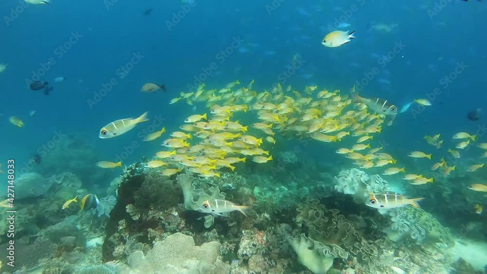 Mesmerizing school of yellow snappers above a tropical coral reef Mesmerizing school of yellow snappers above a tropical coral reef