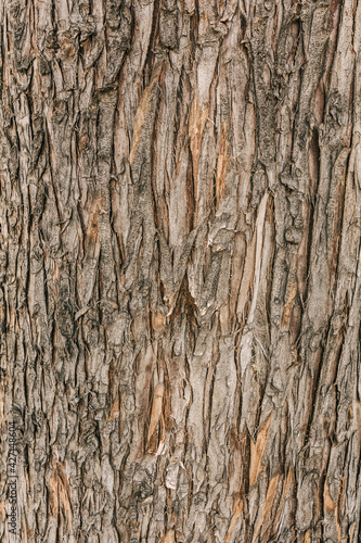 Rough texture of the bark of a tree trunk