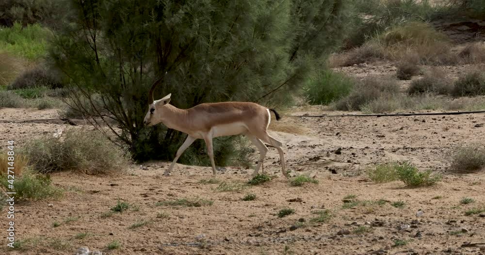 Arabian Sand Gazelle in natural habitat conservation area, Saudi Arabia ...
