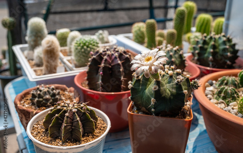 Collection of various cactus and succulent plants in different pots. Focus at the flower of Gymnocalycium.