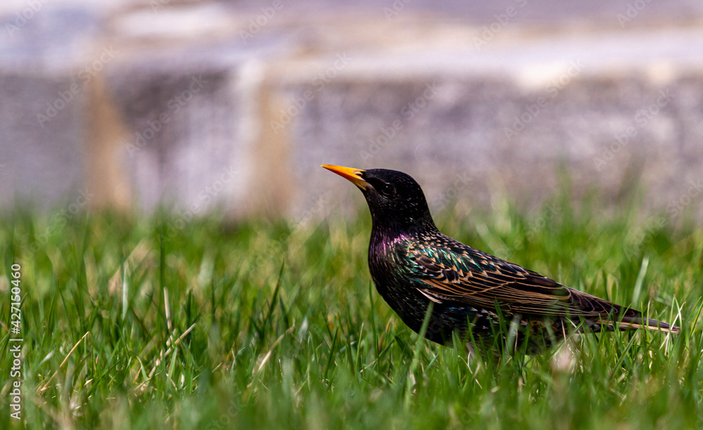 Sturnus vulgaris, common starling bird is a song bird that is introduced to north America. This is a dark colored songbird that lives in open areas and eats fruits and insects. Sturnus vulgaris, common starling bird is a song bird that is introduced to north America. This is a dark colored songbird that lives in open areas and eats fruits and insects.