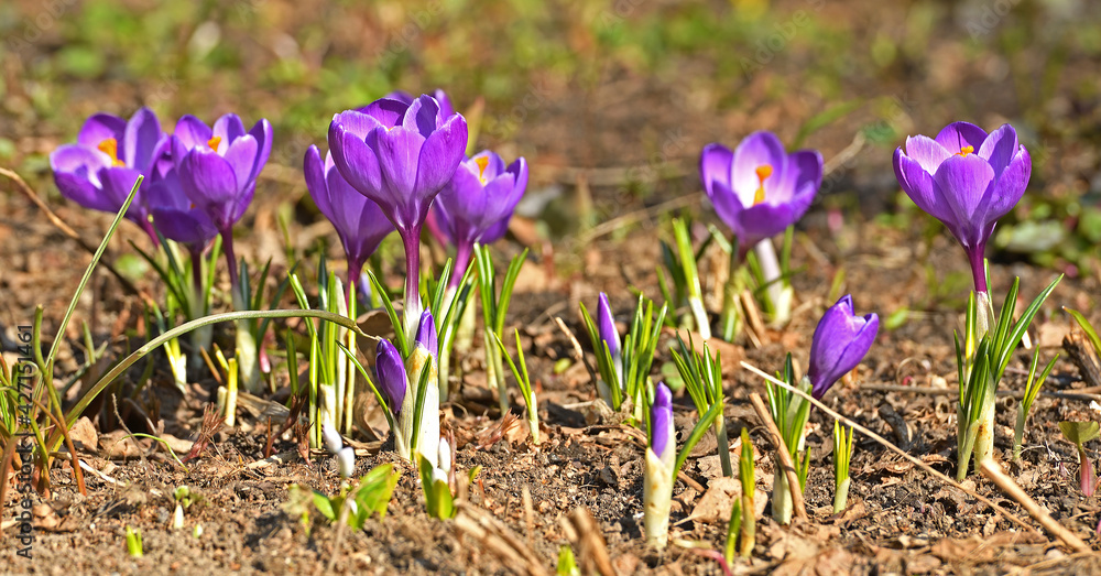 First spring flowers. Lilac Crocus vernus (Spring Crocus, Giant Crocus) in April First spring flowers. Lilac Crocus vernus (Spring Crocus, Giant Crocus) in April