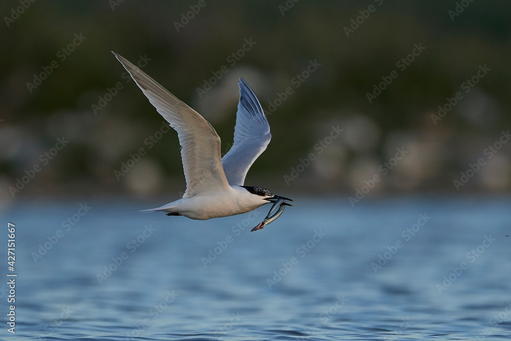 Fototapeta premium Sandwich tern (Thalasseus sandvicensis)