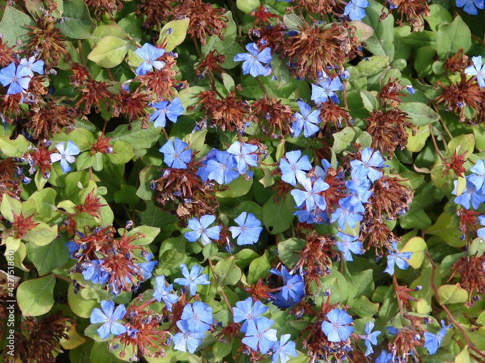 Plumbago, Ceratostigma plumbaginoides, xeriscape ground cover with blue flowers, drought