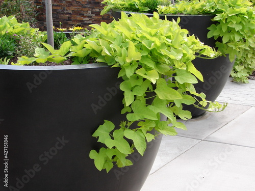 Sweet potato vine growing in a large planter, container planting, bright green leaves