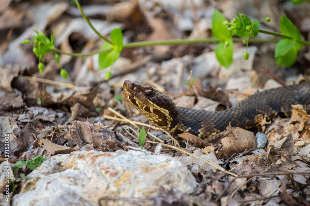 A cottonmouth snake, also known as a water moccasin, slithers over dry leaves and rocks in the evening. A cottonmouth snake, also known as a water moccasin, slithers over dry leaves and rocks in the evening.