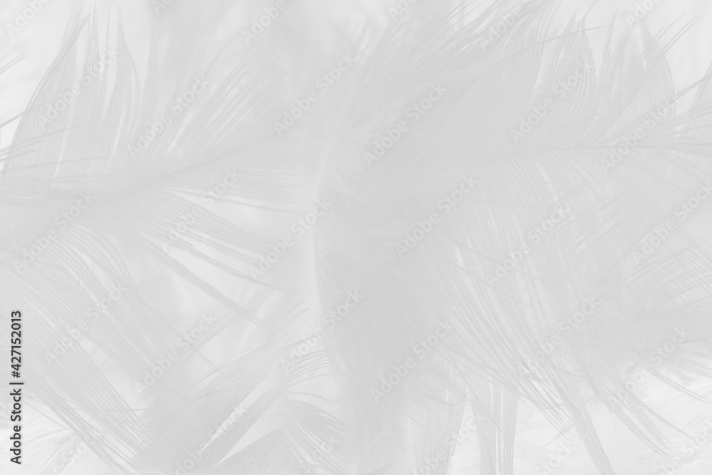 white feather wooly pattern texture background white feather wooly pattern texture background
