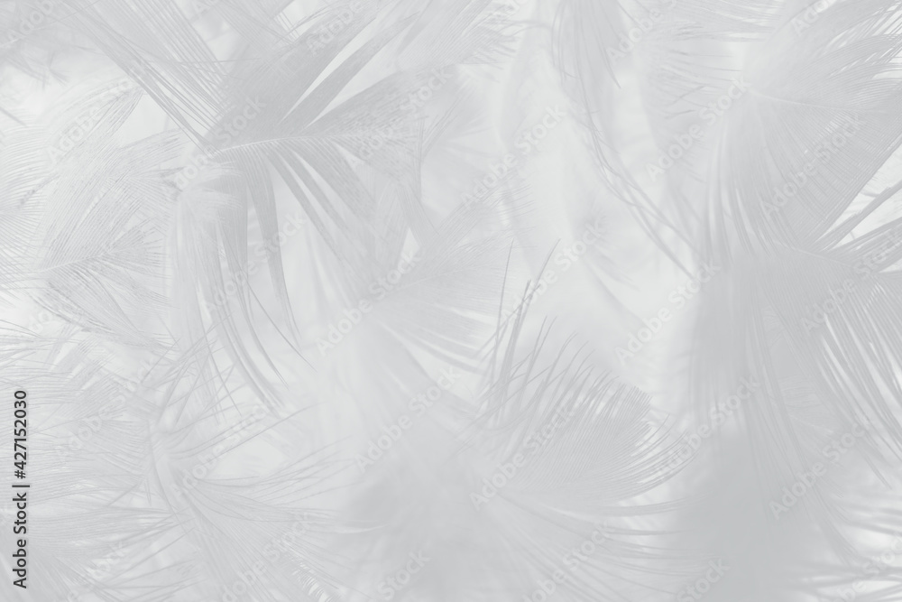 white feather wooly pattern texture background white feather wooly pattern texture background