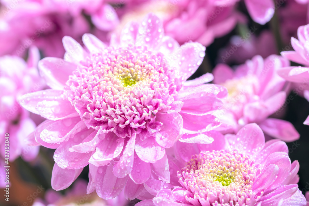 Close up macro of pink chrisantemum bouquet background