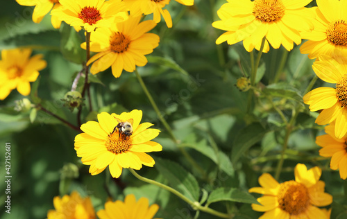Bumblebee on yellow daisy © jerzy