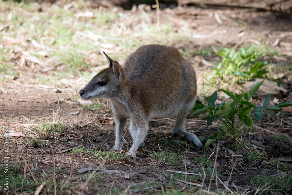 the agile wallaby is searching for food the agile wallaby is searching for food