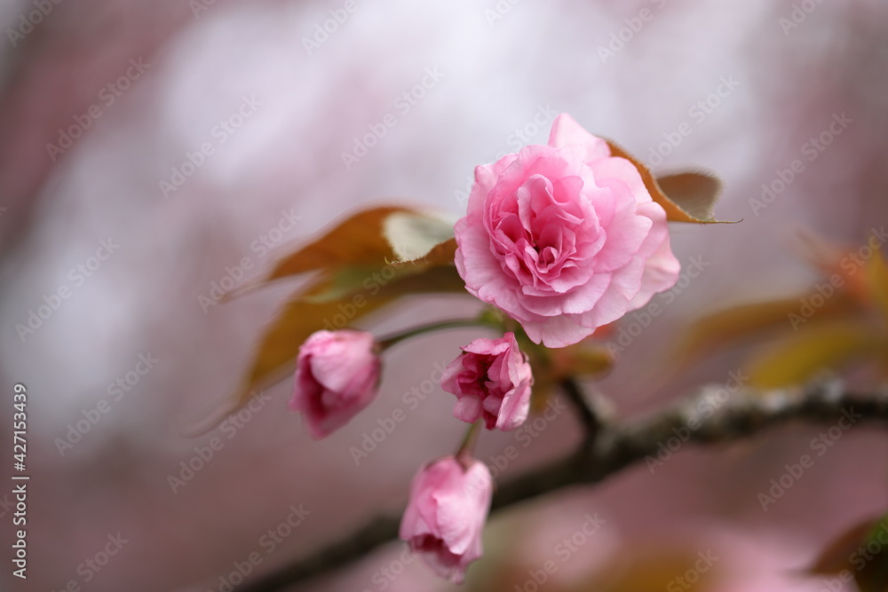 八重桜 八重桜