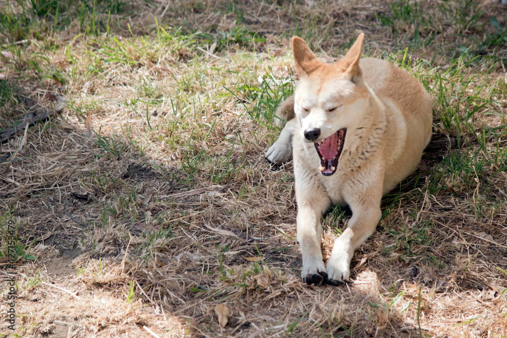 the golden dingo has his mouth open