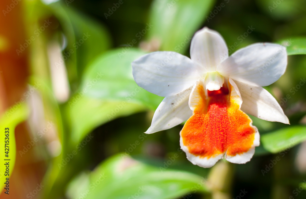 A orange white Katriya Orchid flower ,blooming in the botanical garden. Close up shot and copy space.
A orange white Katriya Orchid flower ,blooming in the botanical garden. Close up shot and copy space.