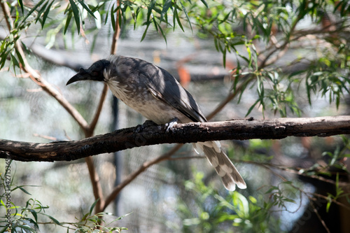 this is a side view of a frair bird photo