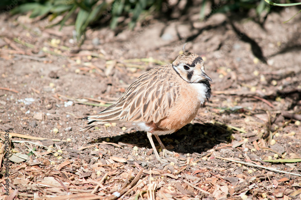 the inland dotterel is looking for food the inland dotterel is looking for food