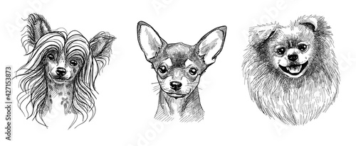 A set of three portraits of cute puppies or dogs. Black and white sketch in the style of hand-drawn graphics with a pen. photo