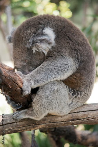 this is a side view of a koala resting
