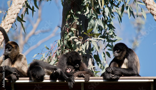 a family of spiider monkeys on a platform