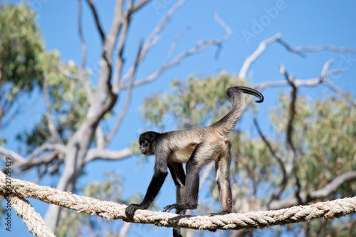 the spider monkey is walking across a rope
