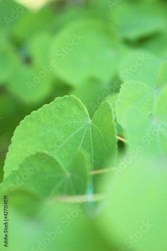 背景_バック_テクスチャ_258_エコ