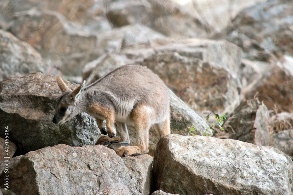 this is a side view of a  joey yellow footed rock wallaby