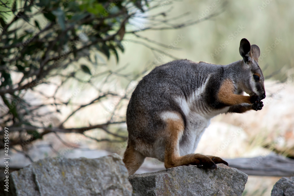 this is a side view of a  joey yellow footed rock wallaby