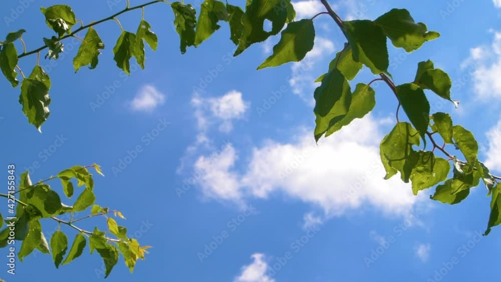 Tree branches with green leaves moving on wind over blue sky with white clouds Tree branches with green leaves moving on wind over blue sky with white clouds