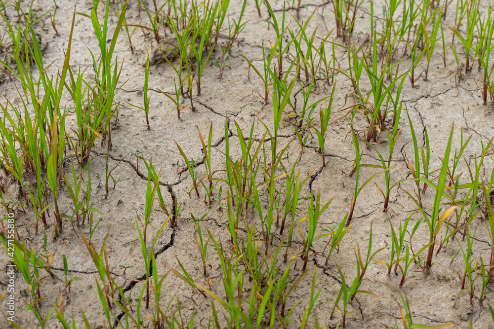 young grass grass sprouting through dry cracked ground young grass grass sprouting through dry cracked ground