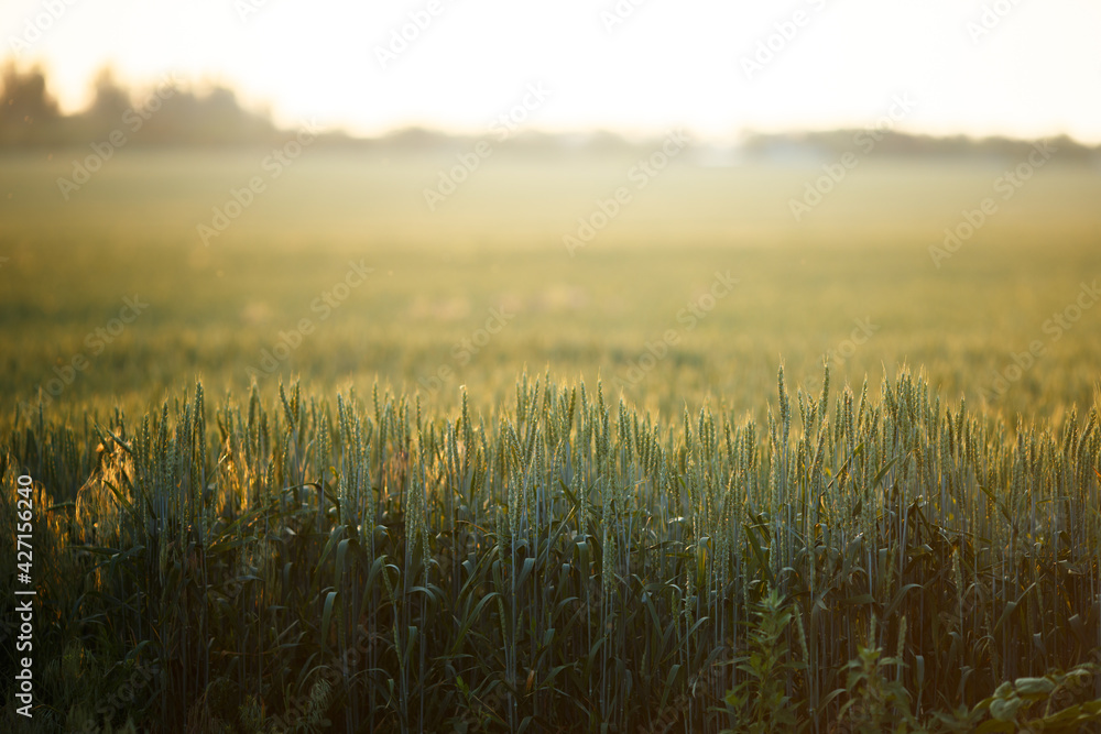 Ears of green wheat with blurred background
