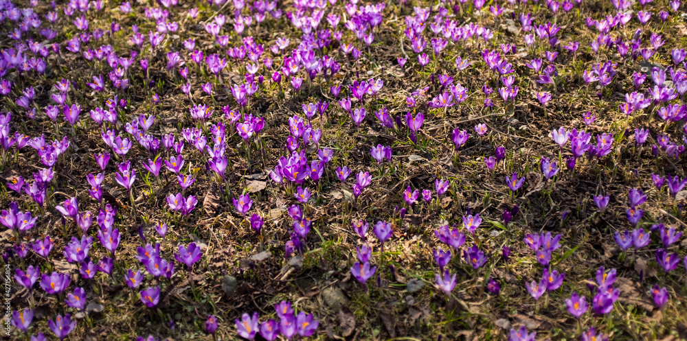 Fototapeta premium Crocuses blossom on a field. Spring flowers