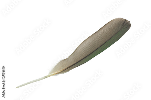 Beautiful green macaw parrot lovebird feather isolated on white background