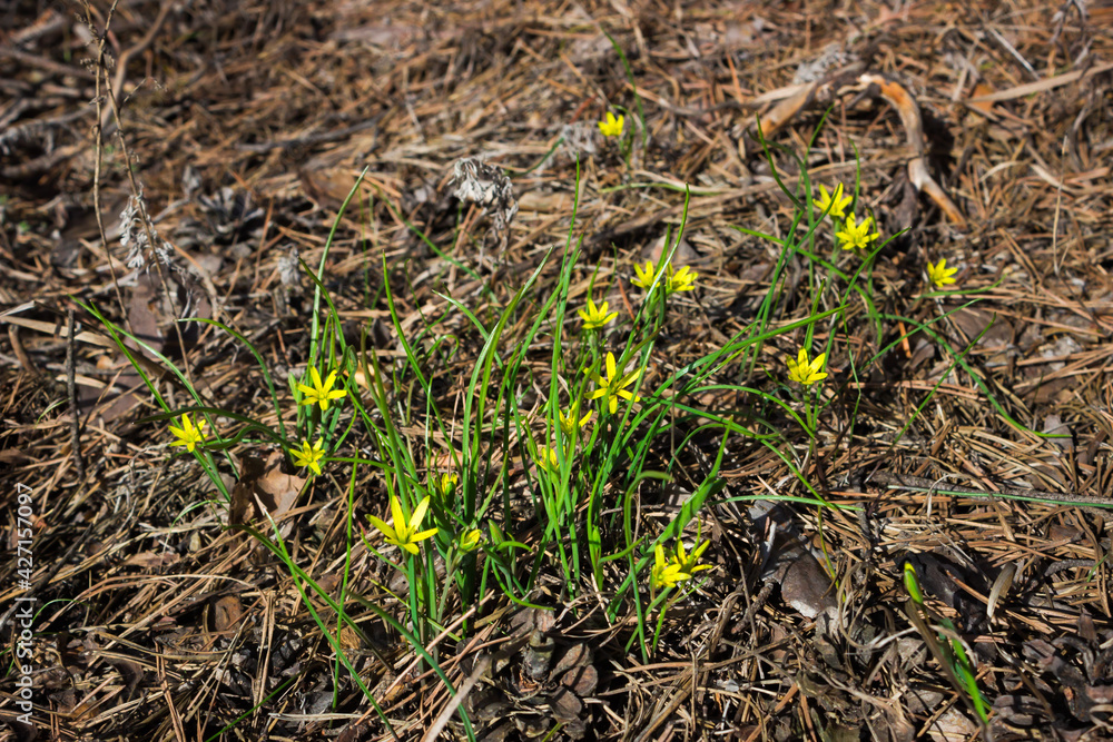 The yellow star-of-Bethlehem (lat. Gagea lutea), and a honey-bee of the family Apidae. The yellow star-of-Bethlehem (lat. Gagea lutea), and a honey-bee of the family Apidae.