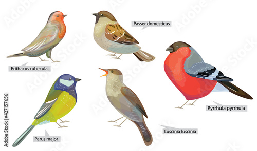 Set with different winter birds living in North  America and Europe. Real Latin titles. Illustration for books about animals and wild life.