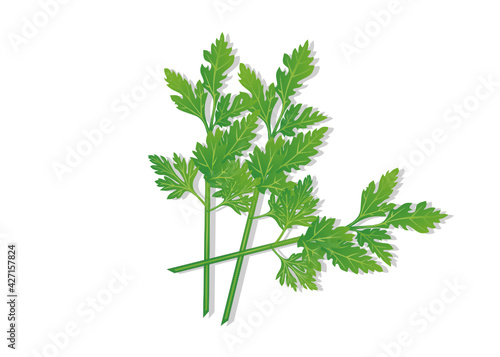 parsley isolated on white