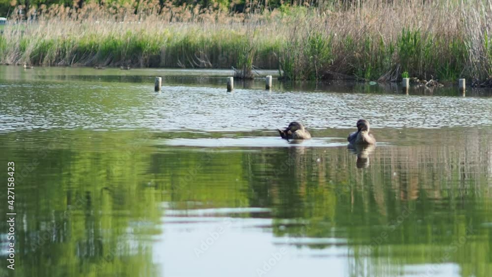 沢山のカモと飛び立つサギ