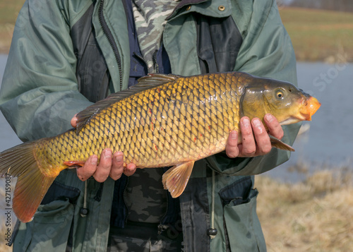 carp caught in the hands of a fisherman, amateur carp fishing