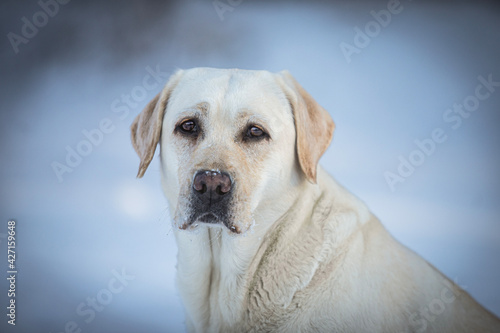 cream Labrador retriever portrait of head © Nikol