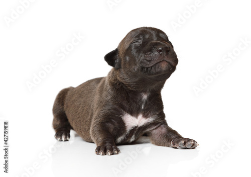 Small ten days old purebred American Pit Bull Terrier puppy with his eyes closed over white