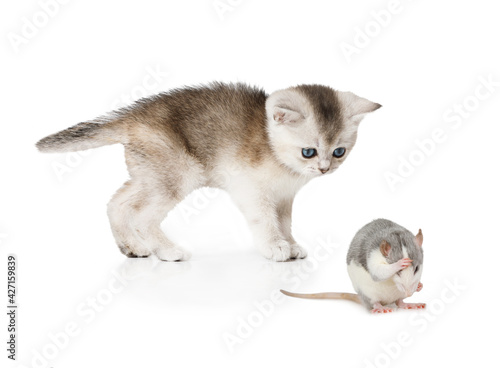 Scottish kitten curiously watches a washing rat © Alexey Kuznetsov