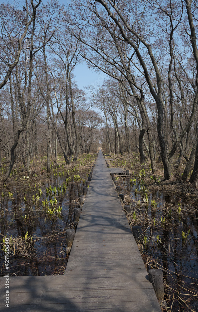 マクンベツ湿原の木道(Boardwalk in the Makunbetsu Marsh)