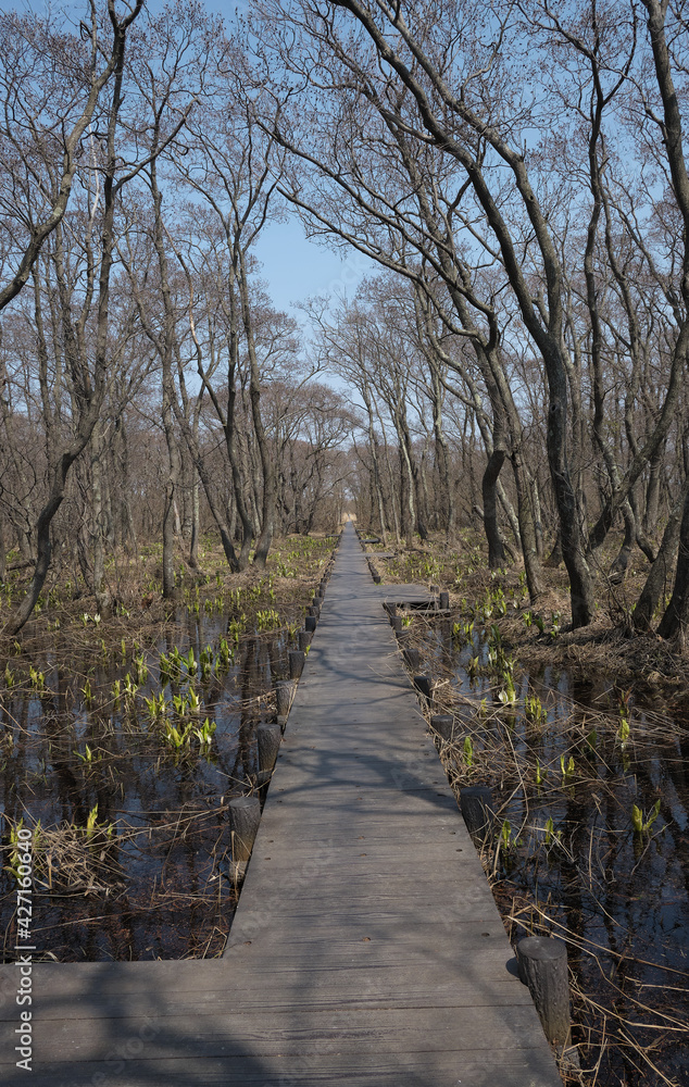 マクンベツ湿原の木道(Boardwalk in the Makunbetsu Marsh) マクンベツ湿原の木道(Boardwalk in the Makunbetsu Marsh)
