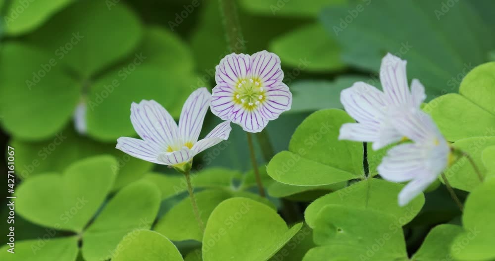 Oxalis acetosella (wood sorrel or common wood sorrel) Oxalis acetosella (wood sorrel or common wood sorrel)