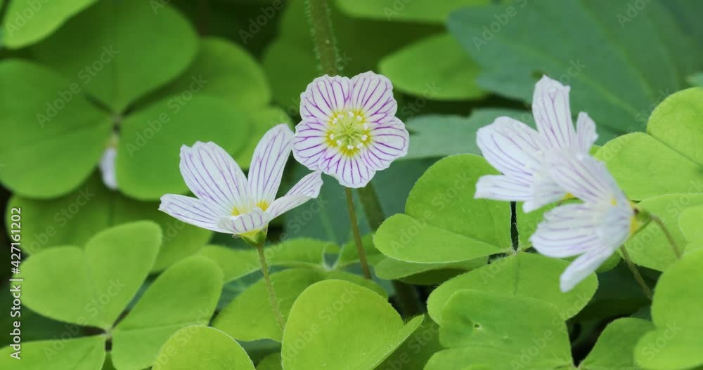 Oxalis acetosella (wood sorrel or common wood sorrel) Oxalis acetosella (wood sorrel or common wood sorrel)