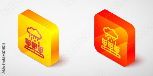 Isometric line Plant sprouts grow in the rain icon isolated on grey background. Seedling concept. Yellow and orange square button. Vector